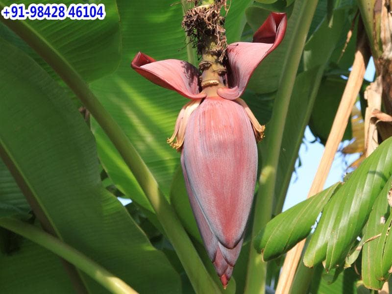 வாழைப்பூவின் மருத்துவ குணங்கள்