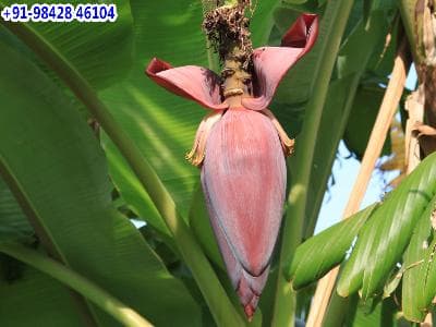 வாழைப்பூவின் மருத்துவ குணங்கள்