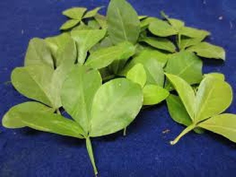 வில்வம்